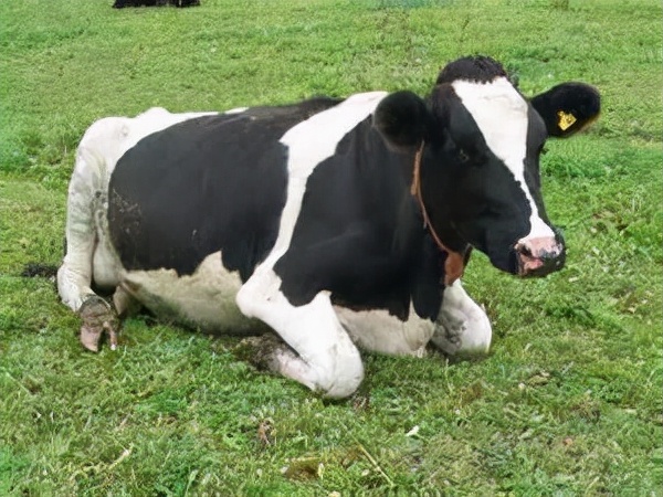 人類為何不敢同類相食?一旦染上致死率100%,揭露人類基因的秘密 人類為何不敢同類相食?一旦染上致死率100%,揭露人類基因的秘密