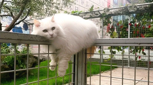 米麒麟:我掉缸怎麼了? 米麒麟:我掉缸怎麼了?