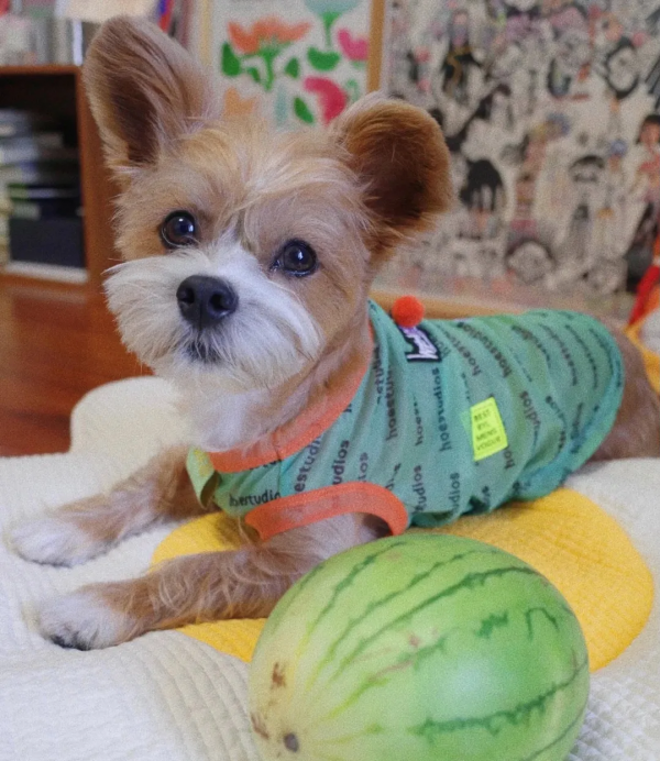 在樹林裡撿到一隻潦草小串串,幾個月後,長成了盛世美顏 在樹林裡撿到一隻潦草小串串,幾個月後,長成了盛世美顏