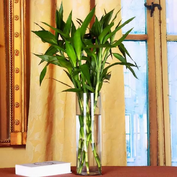 公認的“八種旺財花”,適合養在家裡,不僅寓意好,還很養人 公認的“八種旺財花”,適合養在家裡,不僅寓意好,還很養人