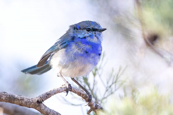 這種小藍鳥,一年四季都會給異性送花 這種小藍鳥,一年四季都會給異性送花