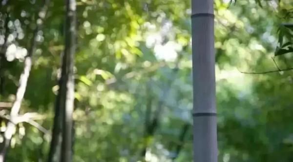 佘山、惠山、天目山、黃山……長三角這些山,你攀登過幾座? 佘山、惠山、天目山、黃山……長三角這些山,你攀登過幾座?