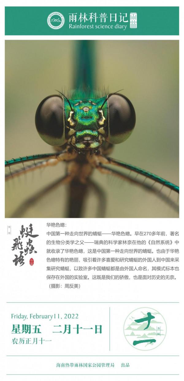 雨林科普日記之華豔色蟌