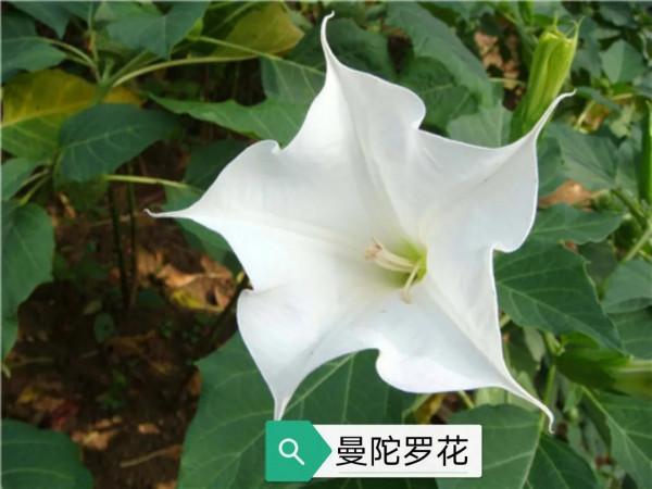 中藥古今研究:洋金花 中藥古今研究:洋金花