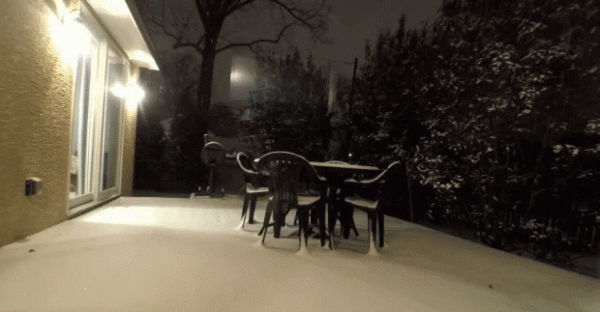 1891歲大樹的年輪，大象推翻汽車，喜鵲騎著白頭鷹，鬣狗飼養員