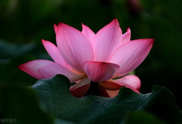 有些人到哪都好運!據說8個特點學會4個,運氣就來了 有些人到哪都好運!據說8個特點學會4個,運氣就來了