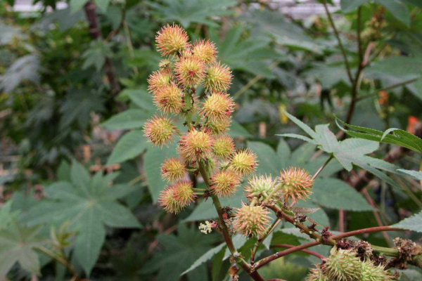 蓖麻在中國農村很常見，為什麼會被美國列為國家機密與戰略物資？