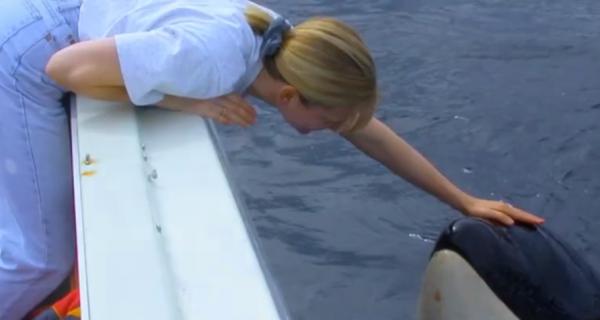 這頭虎鯨成了“萬人迷”，人們不惜罰款10萬，也要去海里和它玩耍