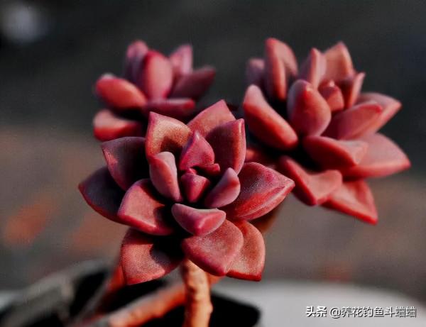 適合新手的多肉姬朧月,沒事掐一掐,新枝新芽一起長,輕鬆爆盆 適合新手的多肉姬朧月,沒事掐一掐,新枝新芽一起長,輕鬆爆盆