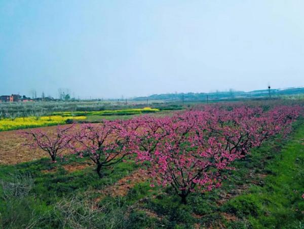 湖北隨州這個鎮名字有個縣 古代是個國家 出產一種美食 湖北隨州這個鎮名字有個縣 古代是個國家 出產一種美食