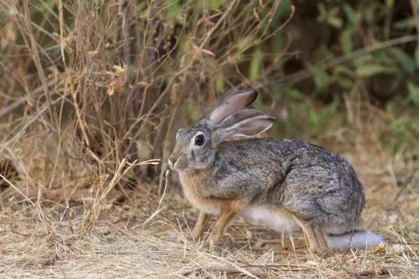民間故事：男子樹林救下烏龜，大婚之夜烏龜託夢：上床睡覺別脫鞋