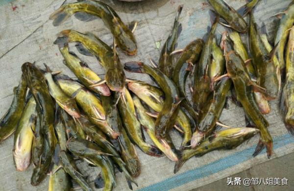 ​秋天多給孩子燉魚湯,補營養防秋燥,教您正確做法,肉嫩湯鮮 ​秋天多給孩子燉魚湯,補營養防秋燥,教您正確做法,肉嫩湯鮮