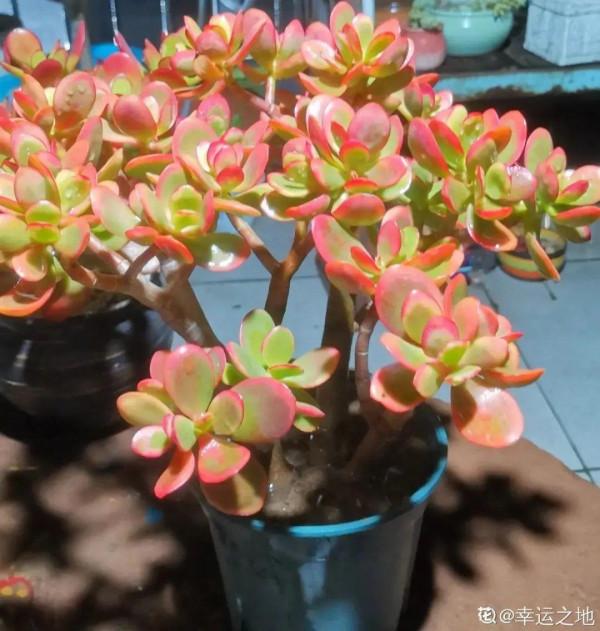 1種花俗稱“搖錢樹”,滿盆長滿小元寶,大吉大利,好看吉祥 1種花俗稱“搖錢樹”,滿盆長滿小元寶,大吉大利,好看吉祥