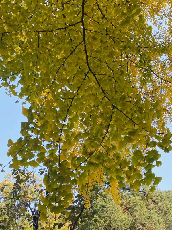 金燦燦銀杏香,尋秋潭柘寺! 金燦燦銀杏香,尋秋潭柘寺!
