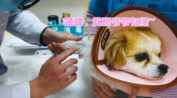 流浪狗被收留後患了細小，聽到治療費用主人慾放棄，不過結局很暖