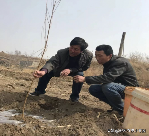 秋季栽種樹木要比春季栽種樹木更容易成活!你知道為什麼嗎? 秋季栽種樹木要比春季栽種樹木更容易成活!你知道為什麼嗎?