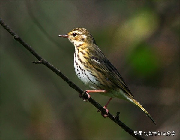 漂亮小鳥在等你欣賞，愛不釋手，萌得可愛