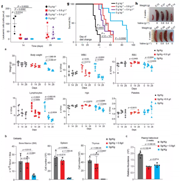 Nature：降低纈氨酸攝入緩解T細胞急性淋巴細胞白血病