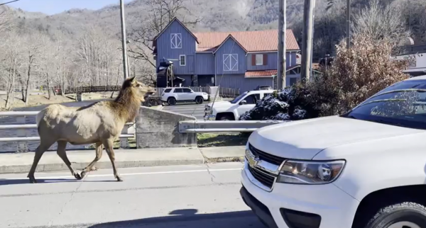 交通大堵塞：成群結隊的麋鹿在美國公路上橫衝直撞