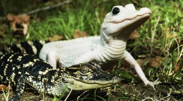 這些動物因遺傳基因的問題 導致皮毛變成了白色 這些動物因遺傳基因的問題 導致皮毛變成了白色