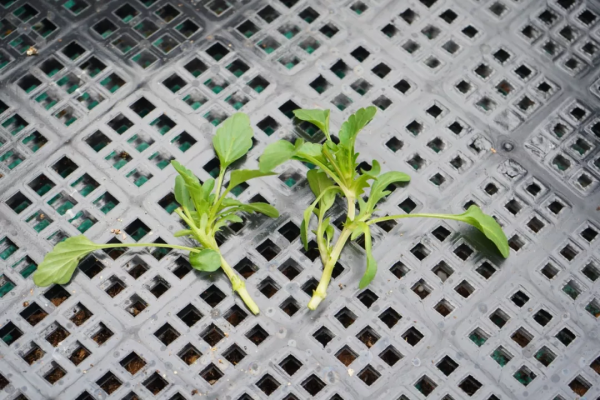 植物幼苗徒長不用怕，只要剪一剪，重新圓潤緊湊
