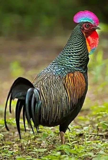 33種美麗的鳥欣賞 33種美麗的鳥欣賞