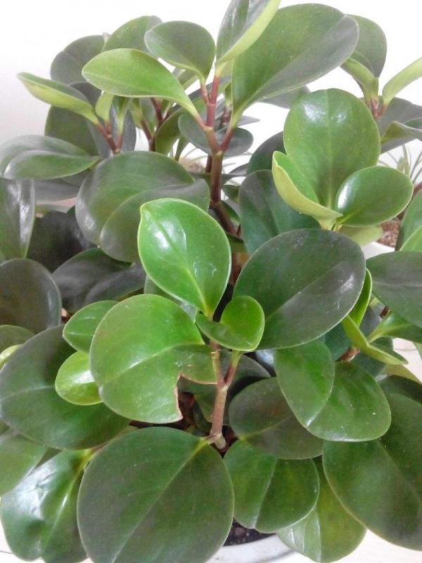 同樣在養豆瓣綠，鄰居養成老樁，憑什麼我的葉子就是發黃？