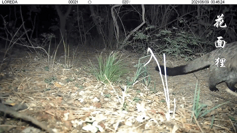 前方高萌！海淀竟有超多“神奇生物”出沒……