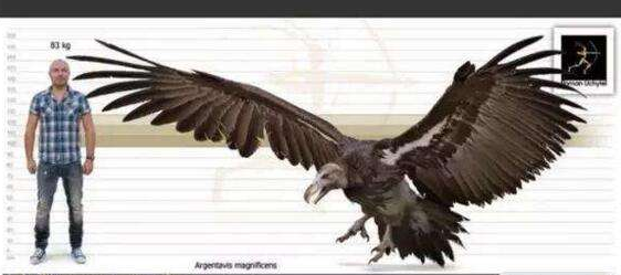 體型大比較好還是體型小比較好?哈斯特巨鷹與赤腹鷹告訴你答案 體型大比較好還是體型小比較好?哈斯特巨鷹與赤腹鷹告訴你答案