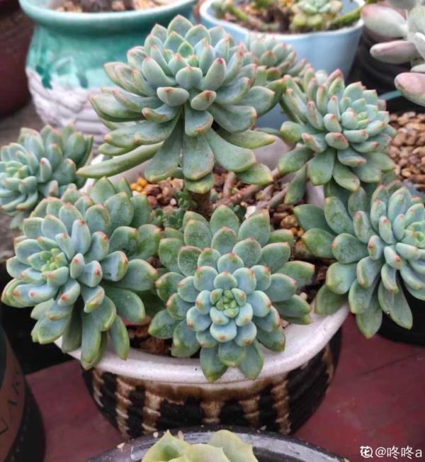 紅、黃、藍、黑，4種彩色多肉，你喜歡哪一款？