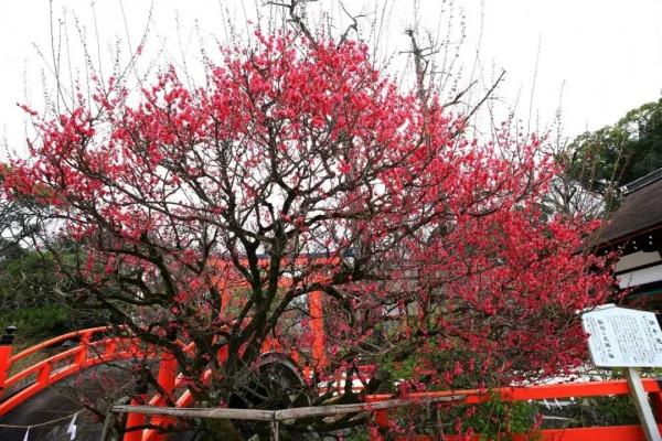 冬天的京都，去這些地方玩會更有趣