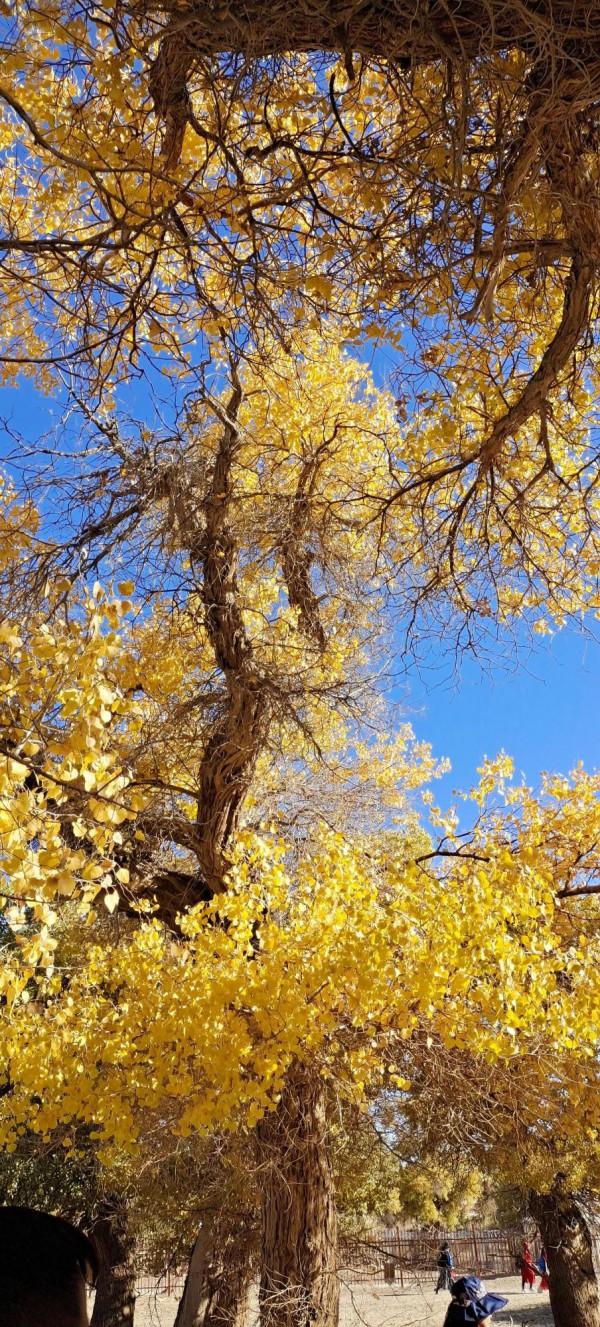 大美胡楊林！額濟納旗