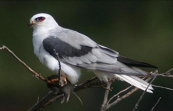 東江攬勝:收集常見鳥類圖譜之猛禽篇,攝鳥人自留地,建議收藏 東江攬勝:收集常見鳥類圖譜之猛禽篇,攝鳥人自留地,建議收藏