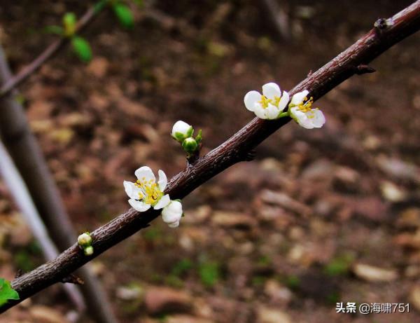 十八羅漢山的梨花開了