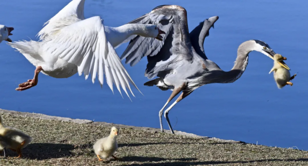 小科普 &vert; 鳥類&OpenCurlyDoubleQuote;扮豬吃老虎&rdquo;行為大賞
