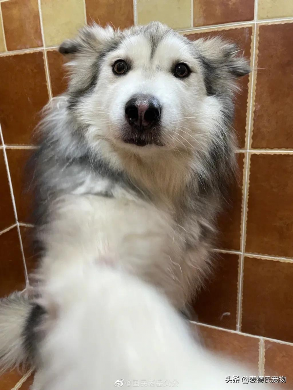 全網最可愛的撕家小公主走了...無數網友悼念:謝謝你治癒過我 全網最可愛的撕家小公主走了...無數網友悼念:謝謝你治癒過我