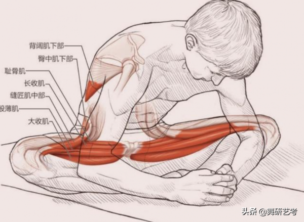 豎叉後腿大腿根下不去 豎叉下不去是什麼原因引起的？