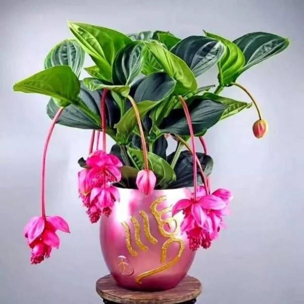 7種&OpenCurlyDoubleQuote;土豪花&rdquo;，貴的太離譜，工薪族&OpenCurlyDoubleQuote;捨不得&rdquo;，看看解解饞