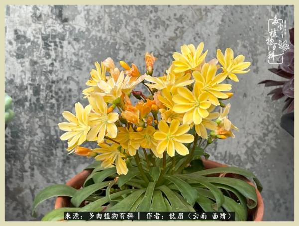 正是花好月圓時，再訪楊姐的屋頂花園