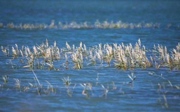 中國西北氣候迎來鉅變,樓蘭綠洲正在復活,能否重回盛唐時期? 中國西北氣候迎來鉅變,樓蘭綠洲正在復活,能否重回盛唐時期?
