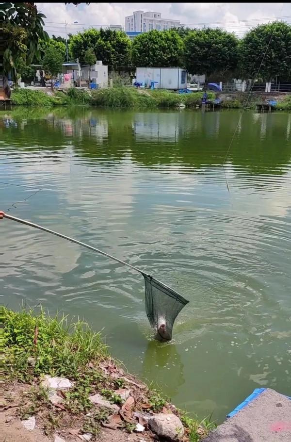 垂釣者,你怎麼看 垂釣者,你怎麼看