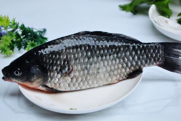 釣魚了這麼多年，這才是秋季釣鯽魚正確姿勢，輕鬆上大鯽