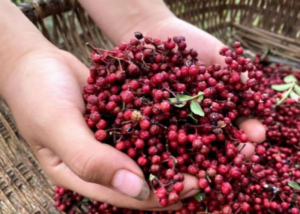 燉排骨煮豬肉時，記住這“4不放”，肉香味正沒腥味，營養不流失