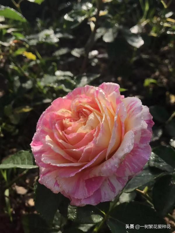 廣東三寶&mdash;&mdash;莫奈，條紋系美花，耐曬耐熱對天熱地區友好的月季