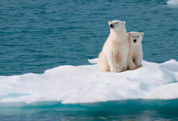 北極確定38度高溫！喜馬拉雅冰川傳來壞訊息，或影響數百萬人？