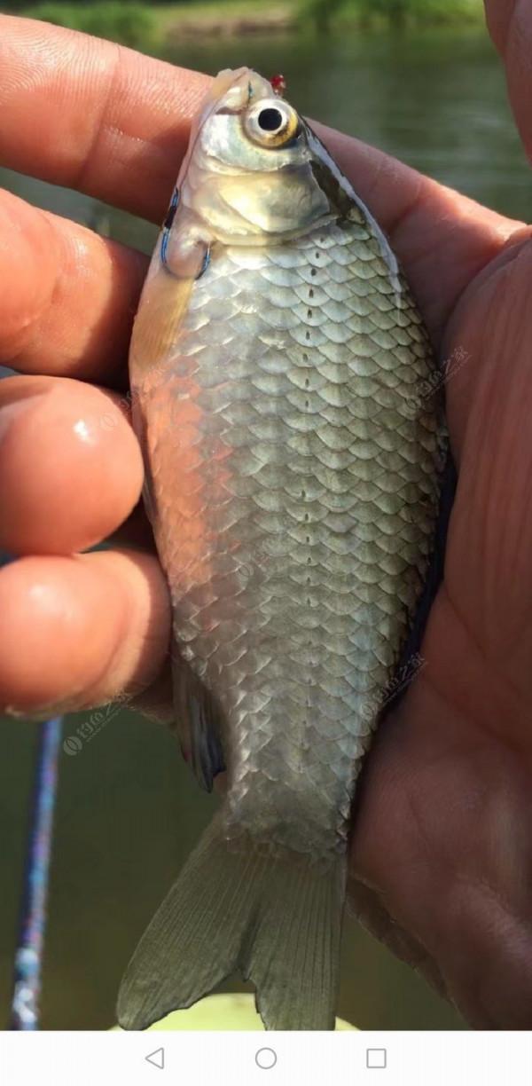 百人競釣黃碼河