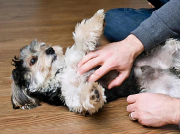 狗狗做錯事了,都會跟主人道歉,你收到了嗎? 狗狗做錯事了,都會跟主人道歉,你收到了嗎?