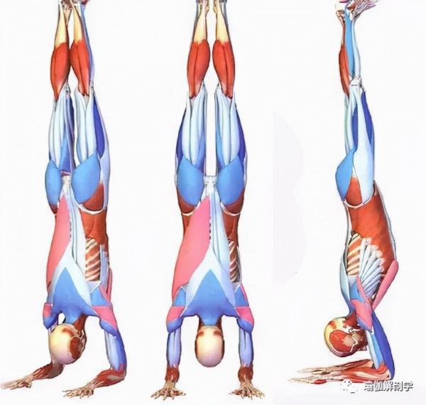 喜歡倒立？來挑戰一下這個手肘倒立的變體