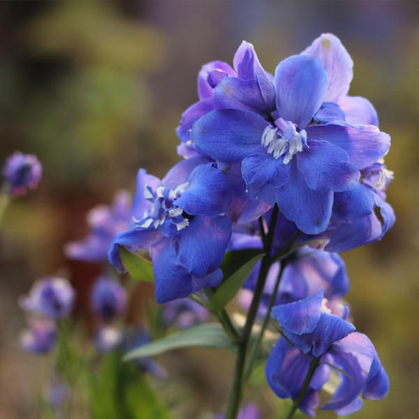 花卉養植：宿根花卉（多年生花卉）