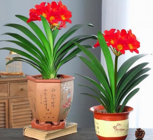 9月在家養這5種花，整個秋冬季都有花賞